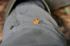 Neurellipes pyroptera