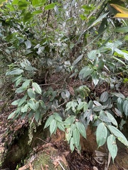 Cavendishia pubescens