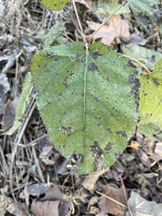 Populus heterophylla
