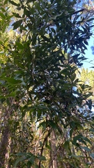 Gelsemium sempervirens