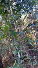 Gelsemium sempervirens