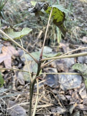 Populus heterophylla