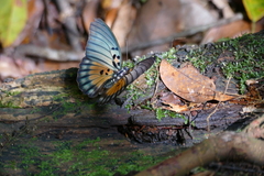 Euphaedra edwardsii