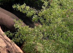 Nuxia oppositifolia