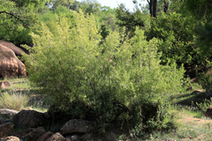 Nuxia oppositifolia