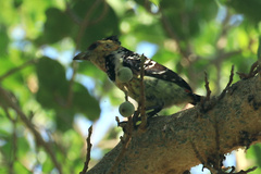 Trachyphonus vaillantii vaillantii