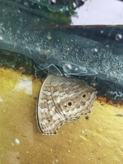 Junonia lemonias