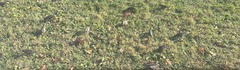 Sturnus vulgaris