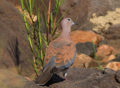 Streptopelia senegalensis senegalensis