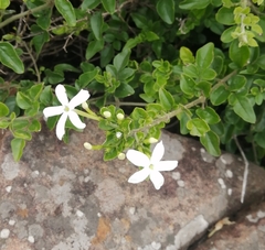 Jasminum angulare