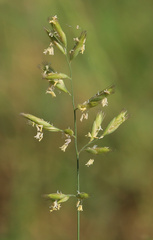 Schmidtia pappophoroides
