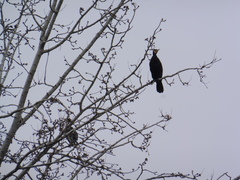 Phalacrocorax carbo