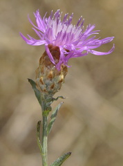 Centaurea jacea