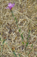 Centaurea jacea