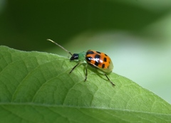 Diabrotica limitata