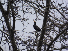 Phalacrocorax carbo