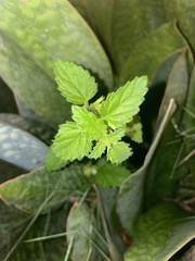 Laportea aestuans