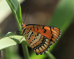 Byblia anvatara acheloia