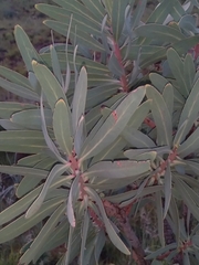 Protea caffra caffra