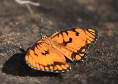 Byblia anvatara acheloia