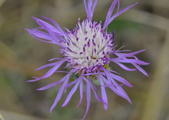 Centaurea jacea
