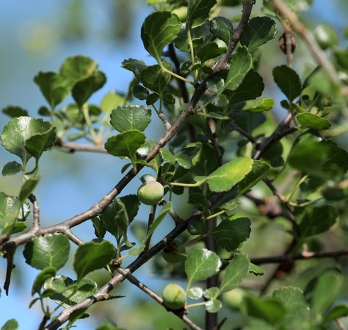Commiphora africana