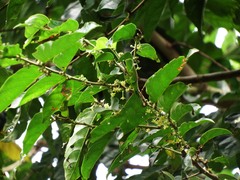 Glochidion philippicum