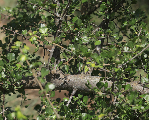 Image of Commiphora africana by (c) Wynand Uys, some rights reserved (CC BY)