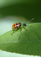 Diabrotica limitata