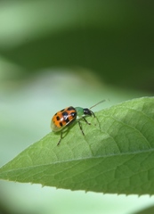 Diabrotica limitata