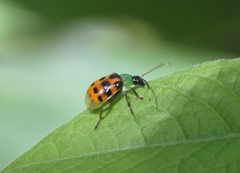 Diabrotica limitata