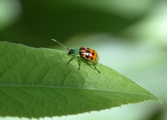 Diabrotica limitata