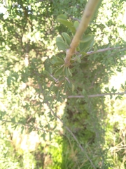 Ehretia rigida