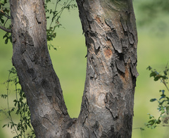 Lannea schweinfurthii