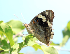 Junonia oenone oenone