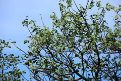 Lannea schweinfurthii