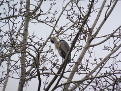 Ardea cinerea