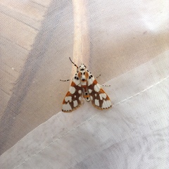 Obtusipalpis rubricostalis