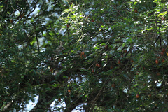 Xanthocercis zambesiaca