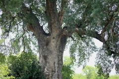 Xanthocercis zambesiaca