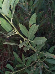 Sphenostylis angustifolia