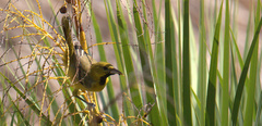 Icterus cucullatus