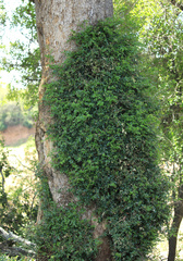 Xanthocercis zambesiaca