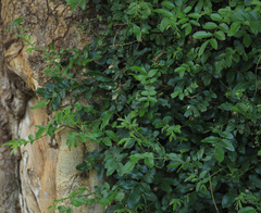 Xanthocercis zambesiaca