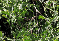 Salvadora australis