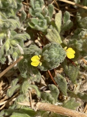 Ajuga bombycina