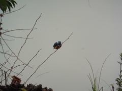Alcedo atthis