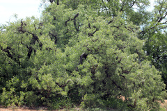 Salvadora australis