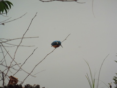 Alcedo atthis