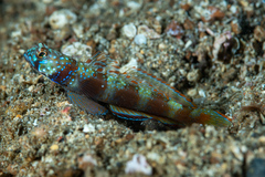 Amblyeleotris latifasciata